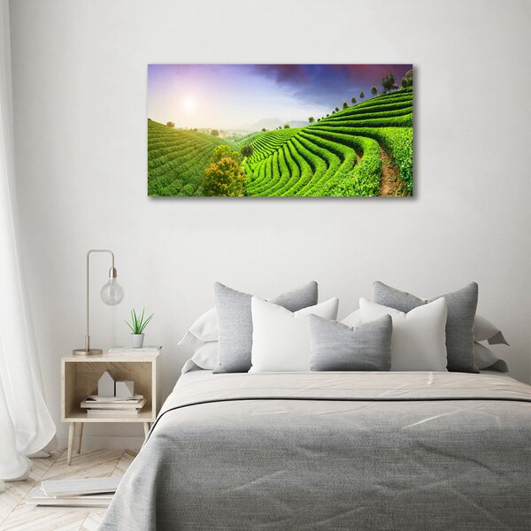 Foto obraz na plátně Čajová plantáž oc-83004057