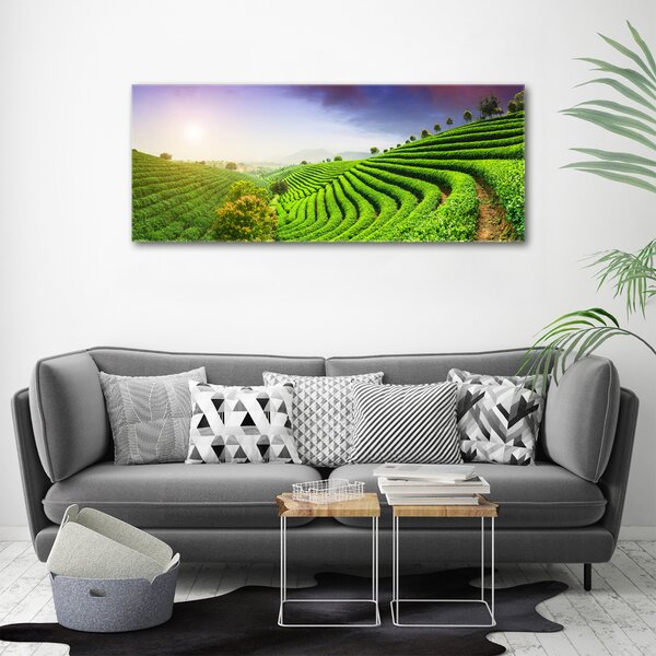 Foto obraz na plátně Čajová plantáž oc-83004057