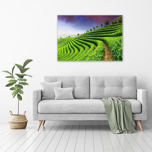 Foto obraz na plátně Čajová plantáž oc-83004057