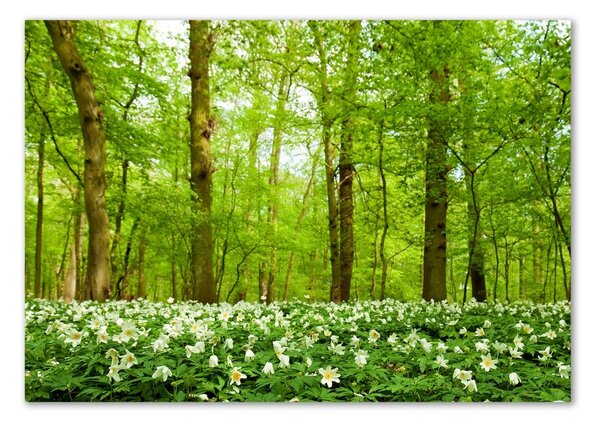 Foto obraz skleněný horizontální Květiny v lese osh-83235444
