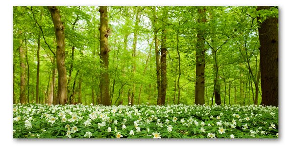 Foto obraz skleněný horizontální Květiny v lese osh-83235444