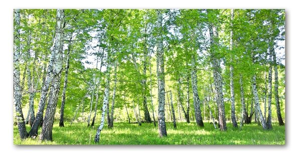 Foto-obraz fotografie na skle Břízy osh-84161268