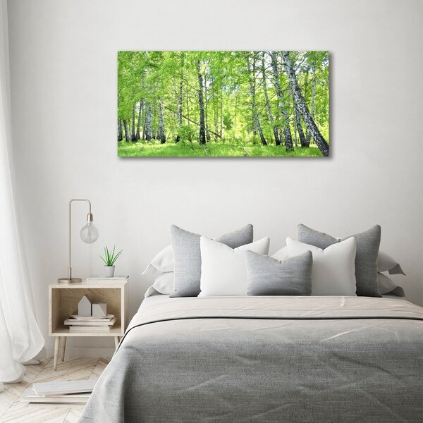 Foto obraz canvas Břízový les oc-84161730
