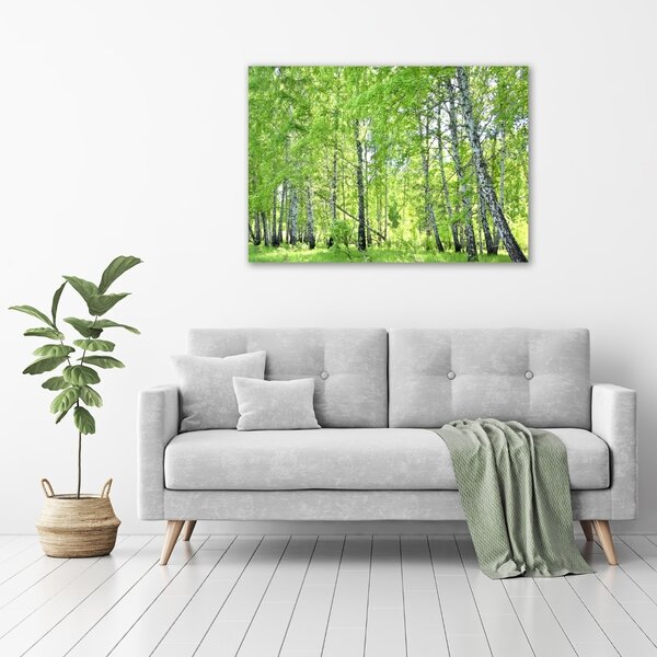 Foto obraz canvas Břízový les oc-84161730