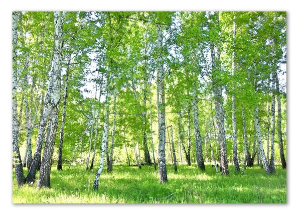 Foto-obraz fotografie na skle Břízy osh-84161268