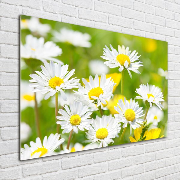 Foto obraz fotografie na skle Sedmikrásky osh-84307575