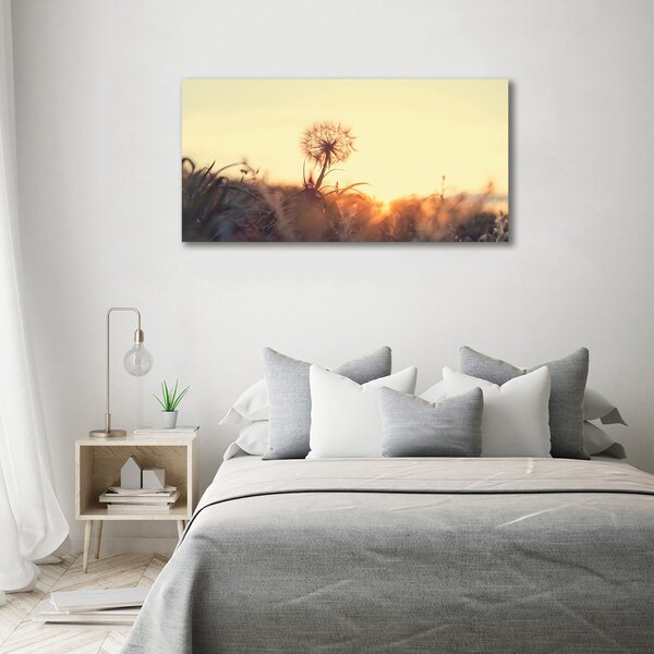 Moderní obraz canvas na rámu Pampeliška oc-85195523