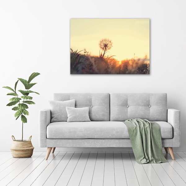 Moderní obraz canvas na rámu Pampeliška oc-85195523