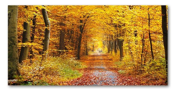 Fotoobraz na skle Podzimní les osh-86844242