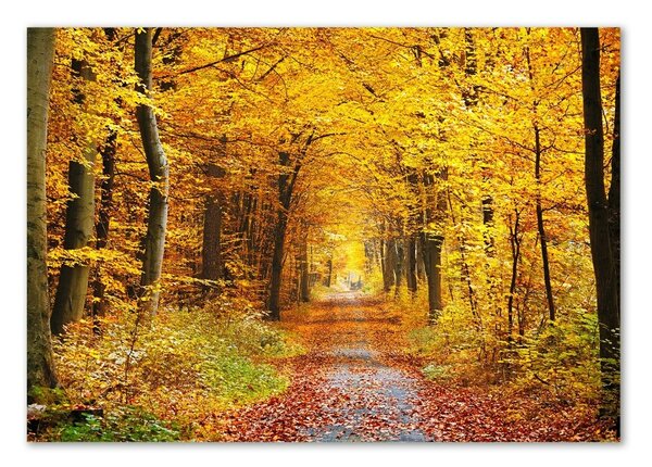 Fotoobraz na skle Podzimní les osh-86844242