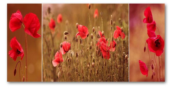 Foto-obrah sklo tvrzené Máky triptych osh-87059818