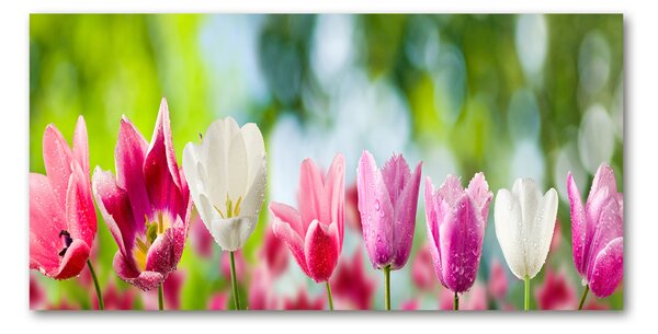 Fotoobraz na skle Tulipány osh-88763928