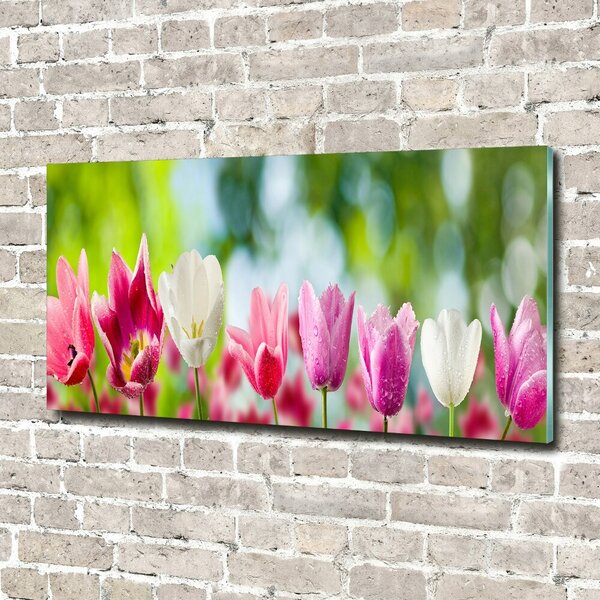 Fotoobraz na skle Tulipány osh-88763928