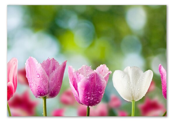 Fotoobraz na skle Tulipány osh-88763928
