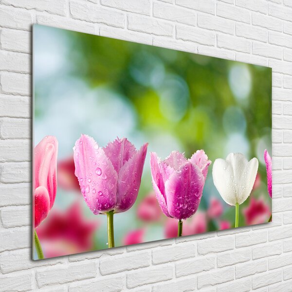 Fotoobraz na skle Tulipány osh-88763928