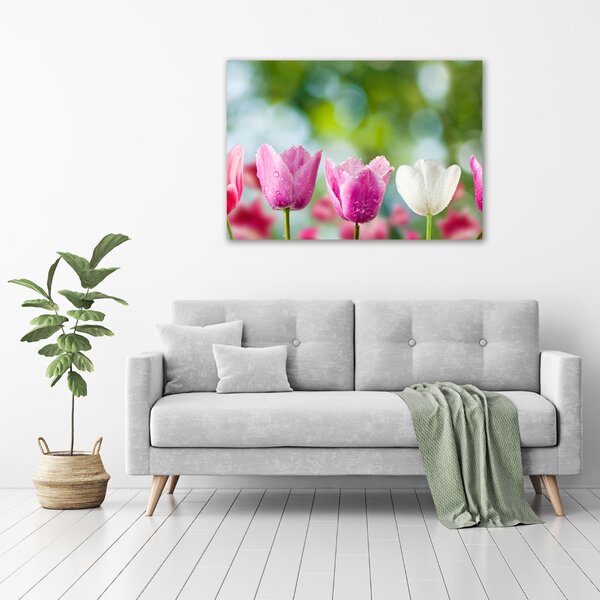 Fotoobraz na skle Tulipány osh-88763928