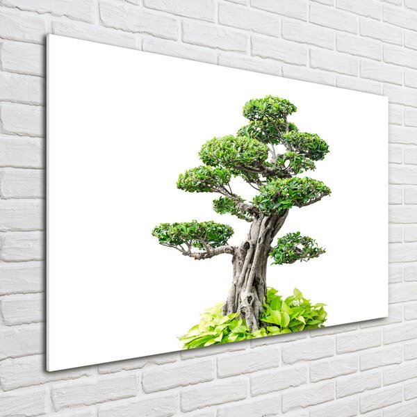 Foto obraz sklo tvrzené Bonsai osh-88907159