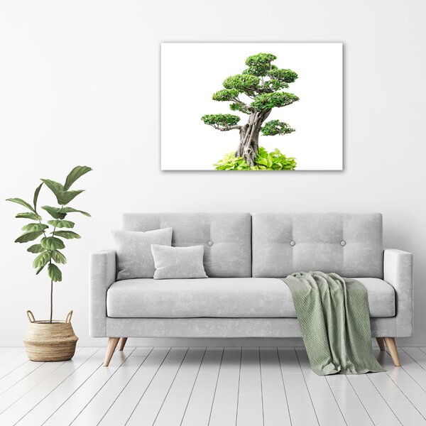 Foto obraz na plátně do obýváku Bonsai oc-88907159