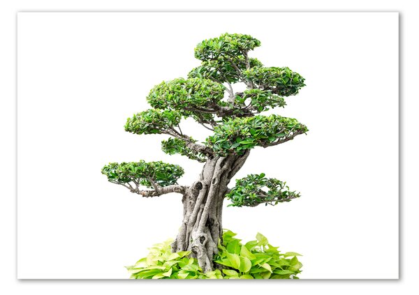 Foto obraz sklo tvrzené Bonsai osh-88907159