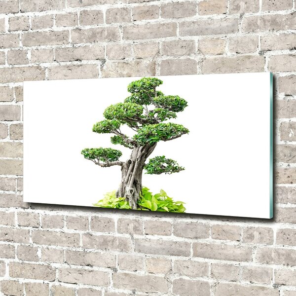 Foto obraz sklo tvrzené Bonsai osh-88907159