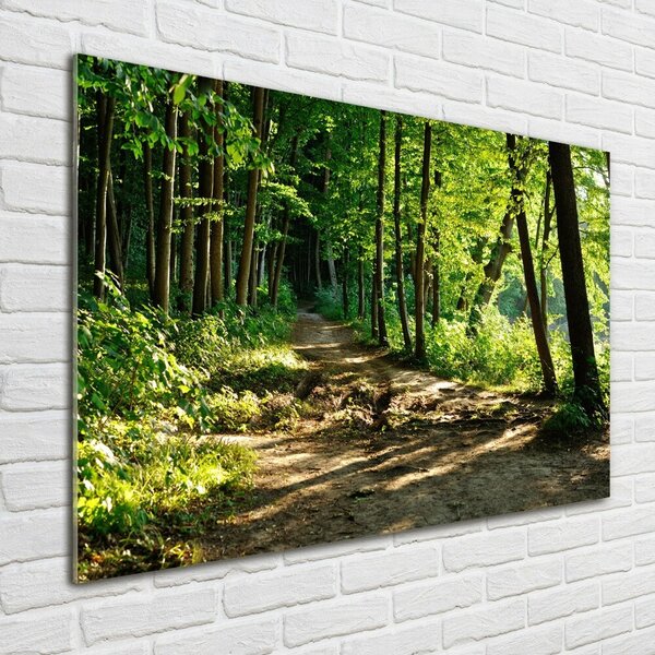 Fotoobraz na skle Stezka na louce osh-89440501