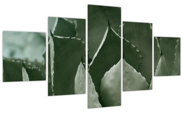 Obraz - Zelená agáve (125x70 cm)