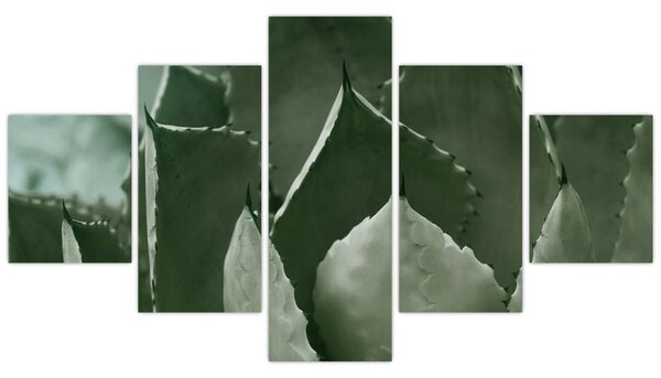 Obraz - Zelená agáve (125x70 cm)