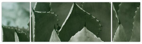 Obraz - Zelená agáve (170x50 cm)