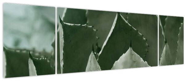 Obraz - Zelená agáve (170x50 cm)