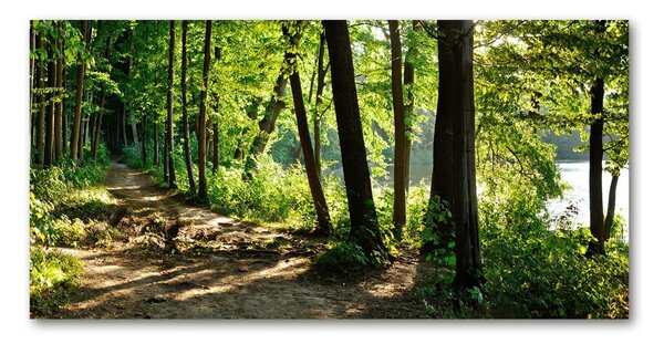 Fotoobraz na skle Stezka na louce osh-89440501