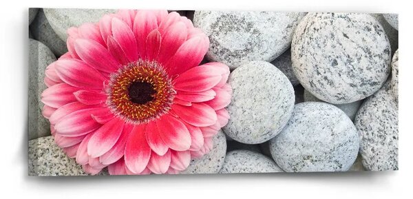 Sablio Obraz Gerbera na kamenech - 110x50 cm