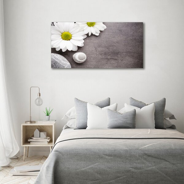 Foto obraz na plátně Gerbera oc-89978317