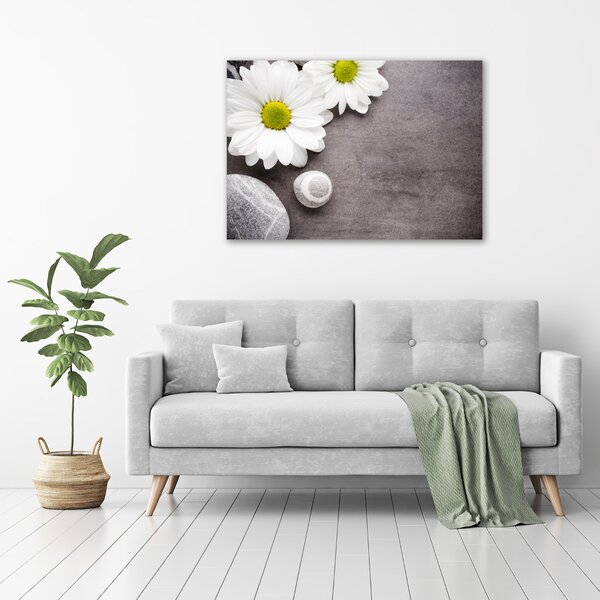 Foto obraz na plátně Gerbera oc-89978317