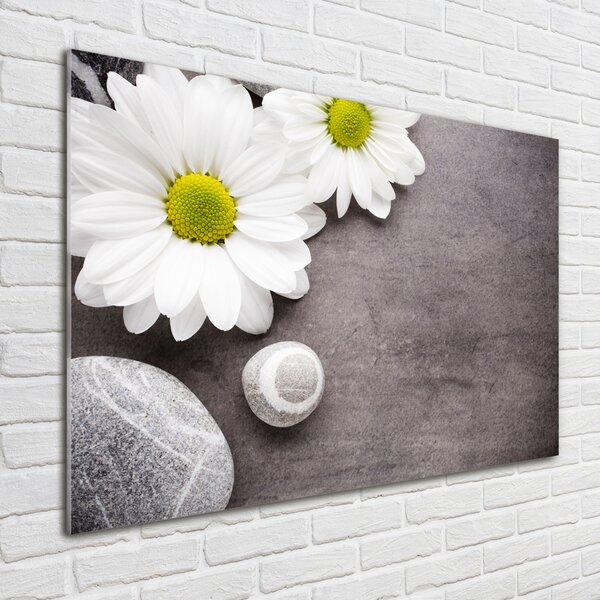 Foto obraz fotografie na skle Gerbera osh-89978317