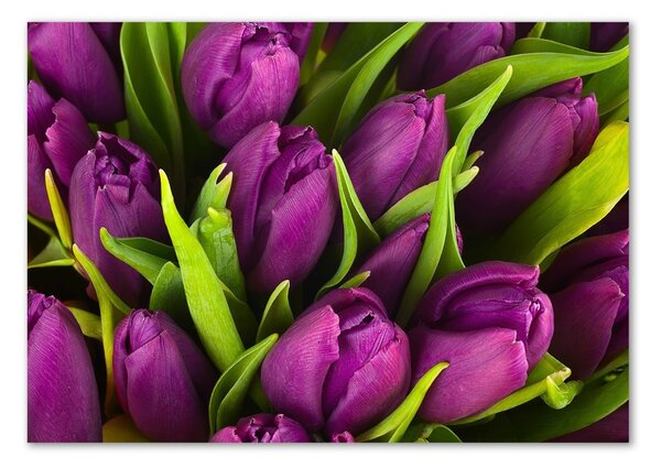 Fotoobraz na skle Fialové tulipány osh-89975331