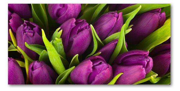 Fotoobraz na skle Fialové tulipány osh-89975331