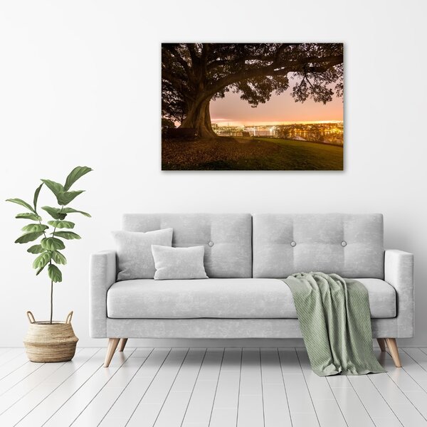Foto obraz canvas Starý strom oc-90219521