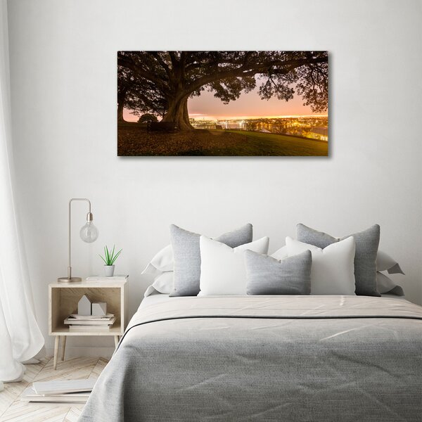 Foto obraz canvas Starý strom oc-90219521