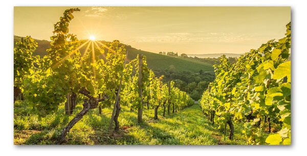 Foto obraz skleněný horizontální Vinice osh-90317015