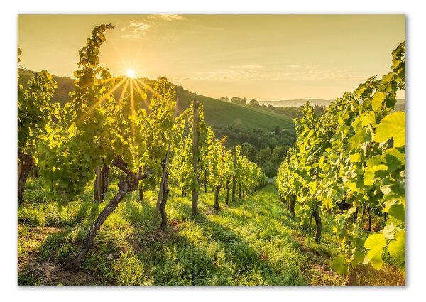 Foto obraz skleněný horizontální Vinice osh-90317015