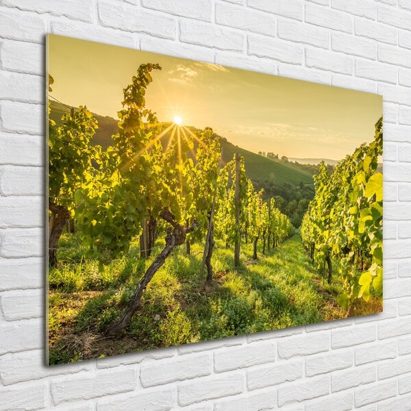 Foto obraz skleněný horizontální Vinice osh-90317015