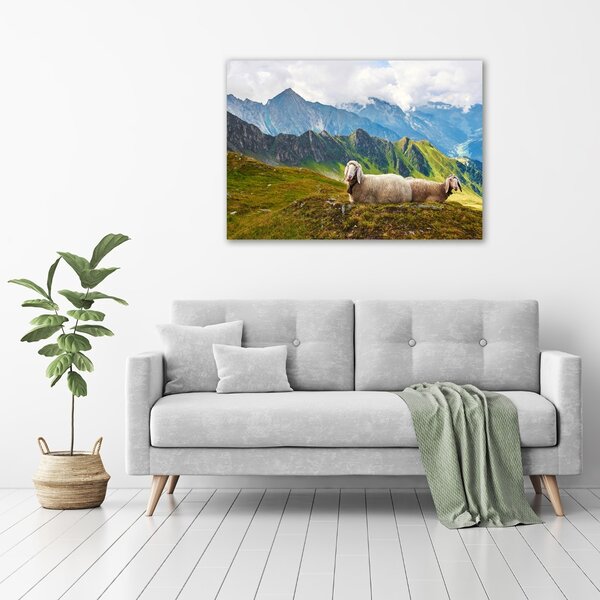 Moderní obraz canvas na rámu Ovce v Alpách oc-90327187