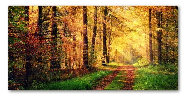 Fotoobraz na skle Podzimní les osh-91078750
