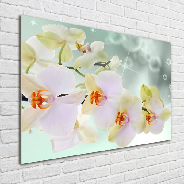 Foto obraz fotografie na skle Bílá orchidej osh-91133337