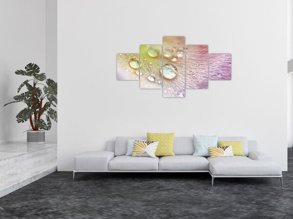 Obraz - Kapky rosy (125x70 cm)