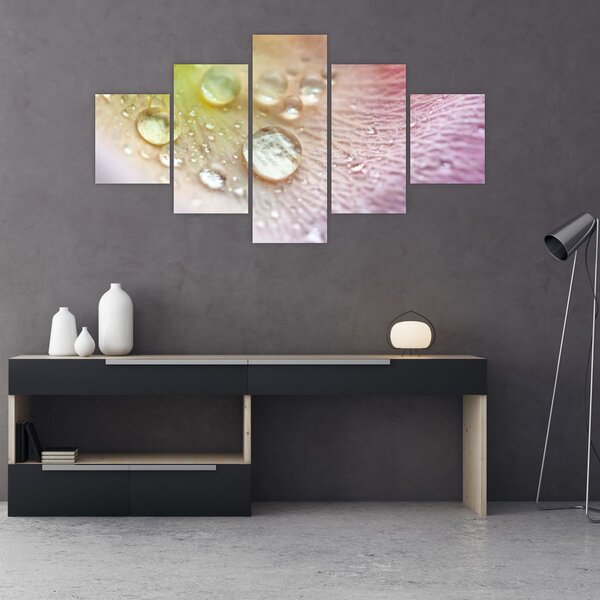 Obraz - Kapky rosy (125x70 cm)