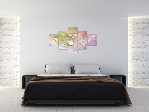 Obraz - Kapky rosy (125x70 cm)