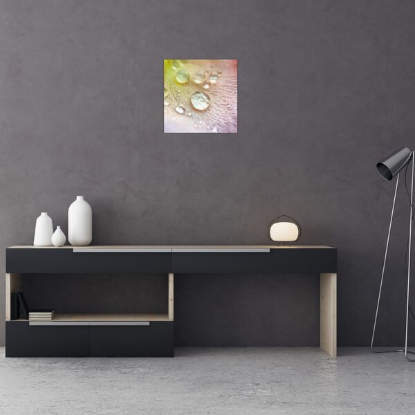 Obraz - Kapky rosy (30x30 cm)