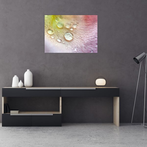 Obraz - Kapky rosy (70x50 cm)