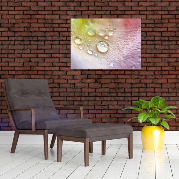 Obraz - Kapky rosy (70x50 cm)